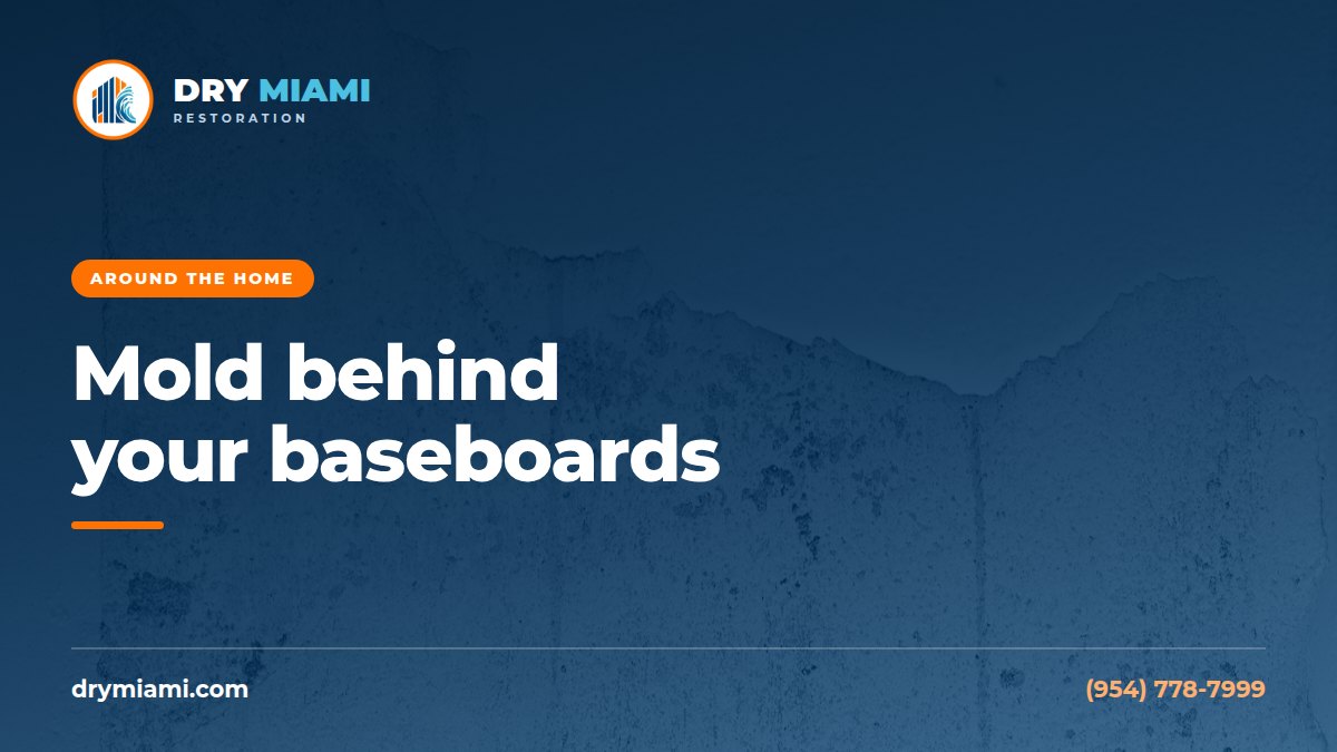 Mold Behind Baseboards: Signs, Causes and How Removal Works