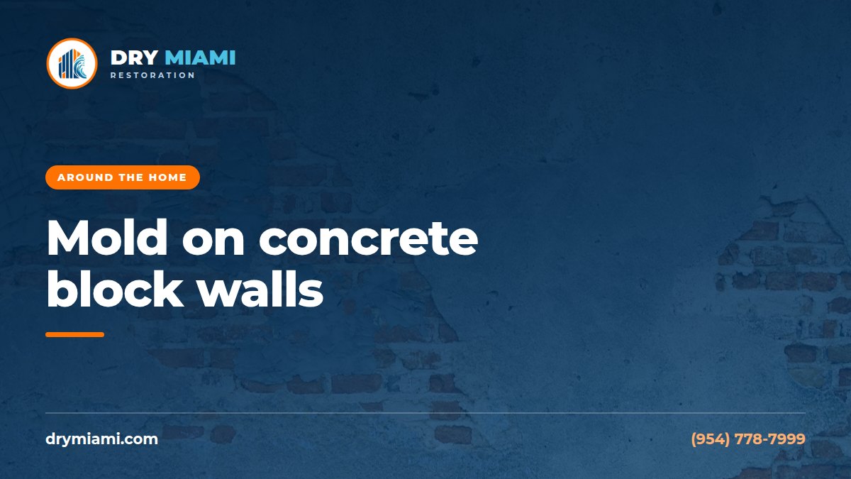Mold on Concrete Block Walls in South Florida Homes