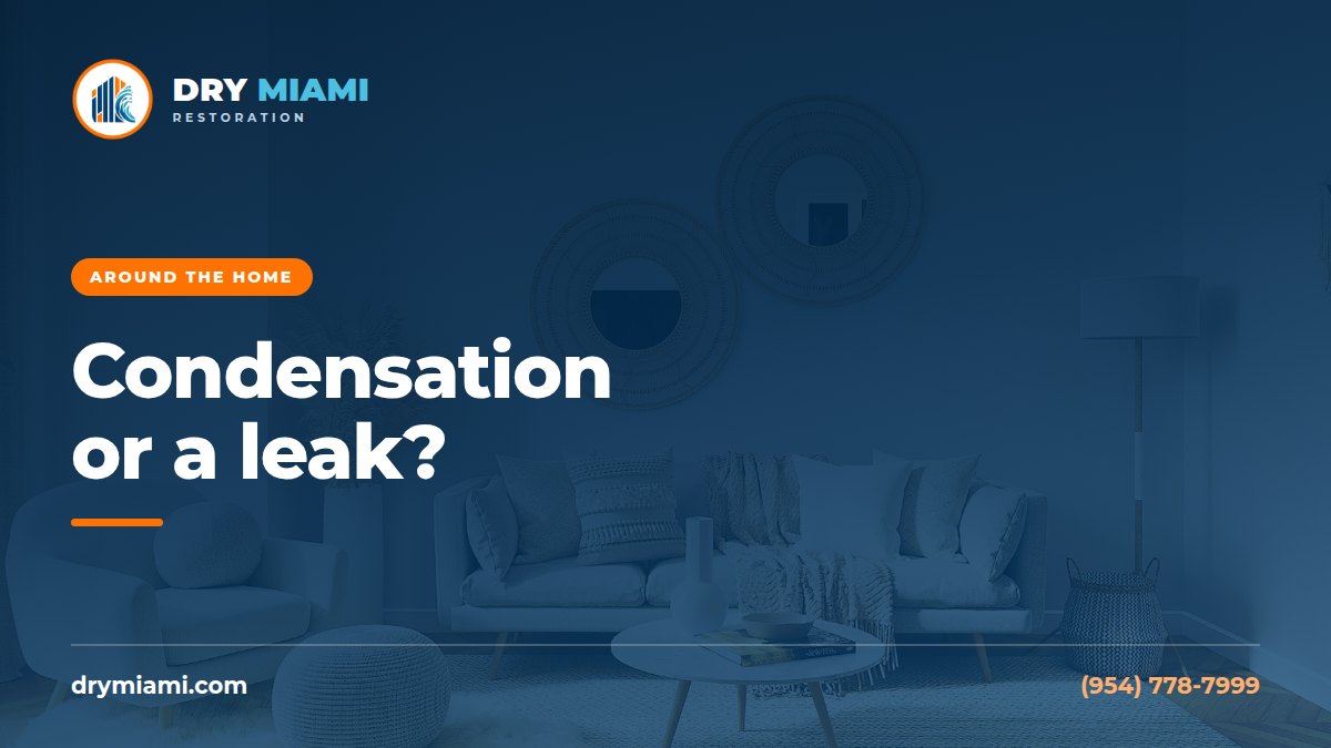 Mold on Window Sills and Frames: Condensation or a Leak?