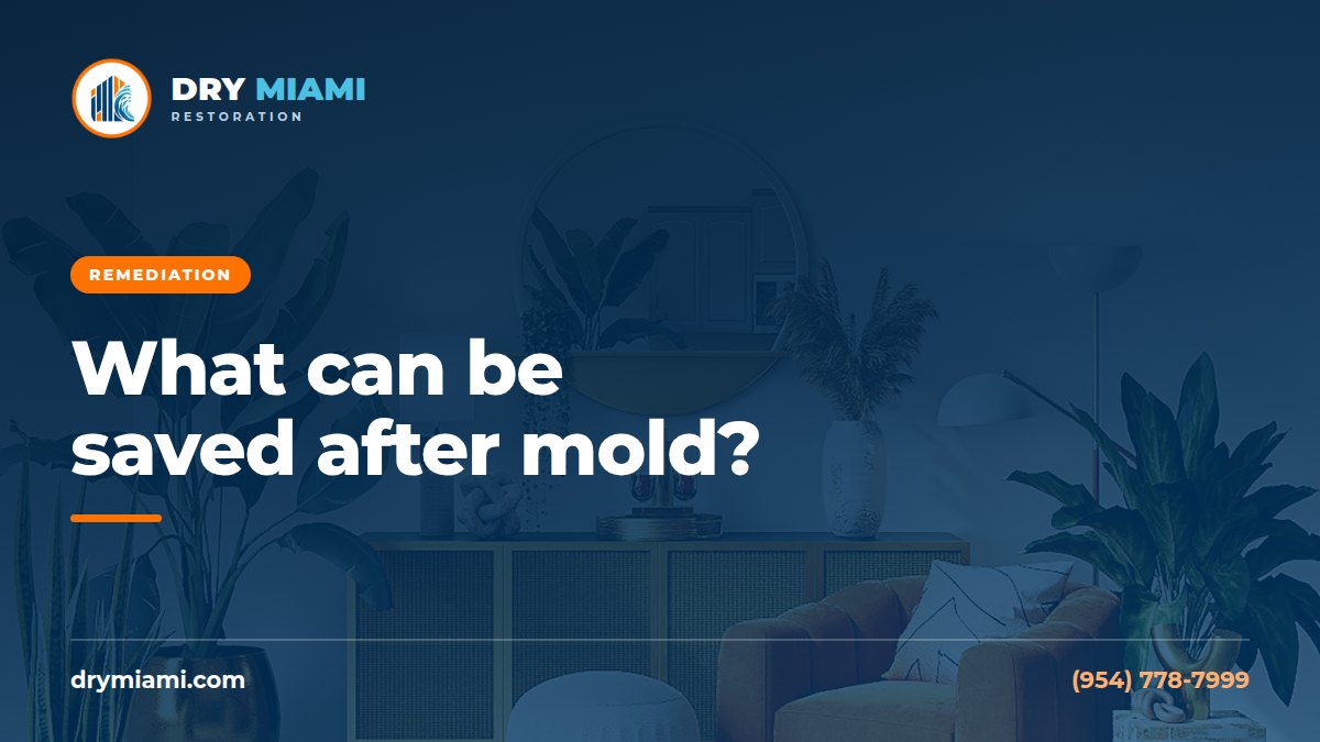 What to Toss and What to Save After Mold in Your Home