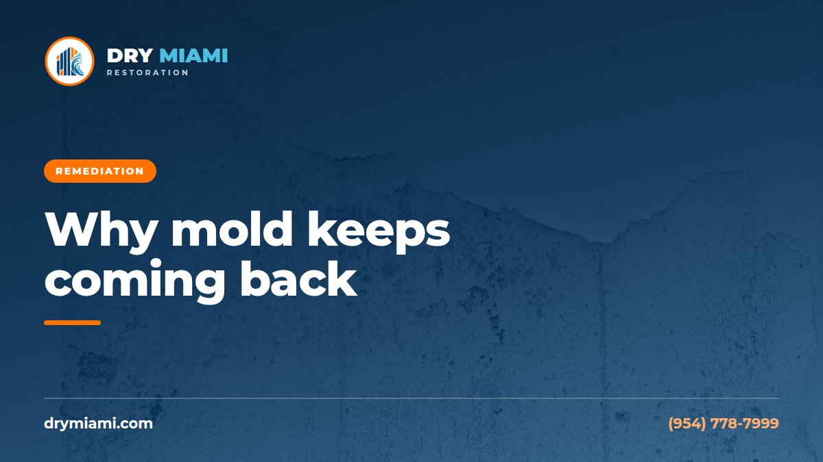 Why Mold Comes Back After Cleaning and How to Stop It