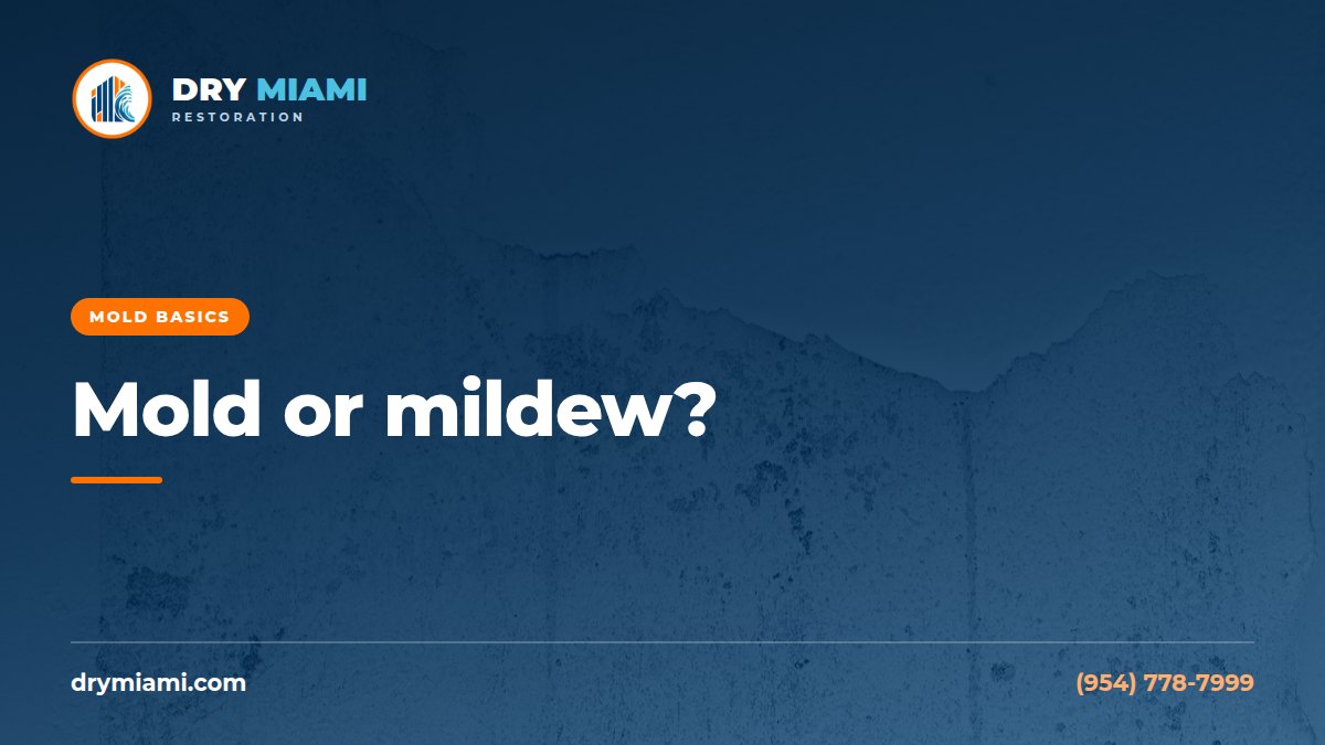 Is It Mold or Mildew? How to Tell the Difference